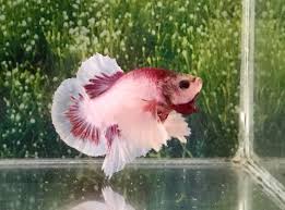 Betta Fish Betta Fish Ideas Bettafish Fishbetta 71 Thai Import Fancy Pink Male Dumbo Big Ears Halfmoon Plakat Betta Live Fish 4 99 0 Bids End Animales