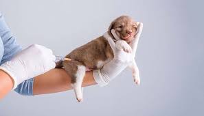 Be especially alert for the signs of illness in puppies. Dog Parvo 10 Most Effective Ways To Prevent It Based On Science