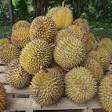 Durian