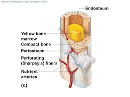 Bone tissue mainly consists of bone cells (osteoblasts, osteocytes, and osteoclasts) and a shaft of a long bone (central region). Structure Of Bone Gross Anatomy Of A Long Bone Microscopic Anatomy Ppt Video Online Download
