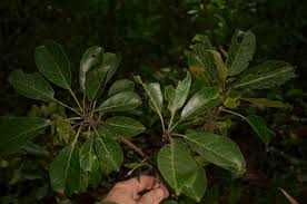 Image result for Terminalia superba