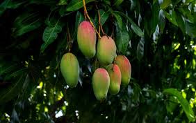 Carrie, cogshall, julie, nam doc mai, pickering, julie condo mango. How To Make Mango Trees Bear Fruit Quickly Slick Garden