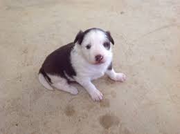 Border Collie Dogs Puppies Gumtree Australia Waroona Area Waroona 1117471145 Border Collie Dog Puppies Dogs