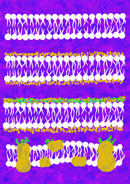 The cell membrane is selectively permeable to ions and organic molecules and controls the movement of substances in all animals and plants are made of cells. Plasma Membrane History Structure And Functions Fromtbot