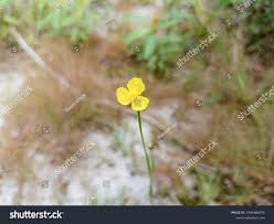 Image result for Utricularia subulata