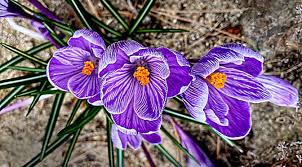 Your source for everything cape cod. Cape Cod Wildflowers Cape Cod Blog
