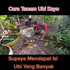 Berkebun dalam pasu antara tanaman yang isteri saya tanam menggunakan pasu ialah sawi, bayam, cili api, cabai masak, daun kari, daun pandan, kangkung, limau nipis, dan banyak lagi. Pekebun Kecil Sederhana Facebook