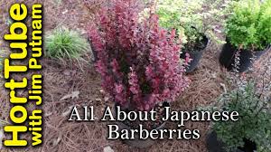 Royal burgundy barberry is a dwarf compact shrub that requires no pruning to maintain its dense and mounding form. Royal Burgundy Barberry Shop Online With Plantsbymail Com