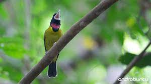 Download Suara Burung Samyong Gacor Untuk Masteran Burung
