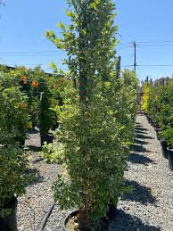 Image result for Duranta erecta