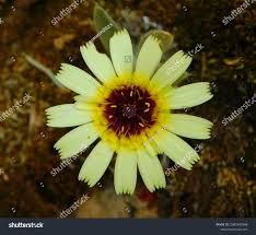 Image result for Tolpis