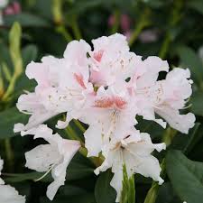 Rhododendron Cunningham S White Hybrid Rhododendron Rhododendron Watercolor Flowers Types Of Soil