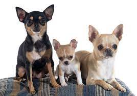 Chihuahuas What S Good And Bad About Chihuahua Dogs