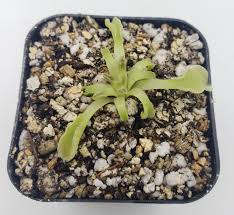 Image result for Pteronia acuminata