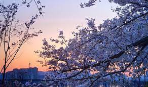 Sunday Morning Sunrise At The Yeouido Spring Flower Festival Aka The Cherry Blossom Festival Awesome Morning Sunrise Cherry Blossom Festival Flower Festival