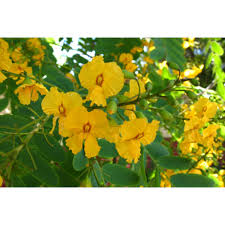 Image result for Tipuana