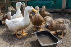 It is really neat because you can take the whole side off for cleaning, which certainly makes things easier. Duck Housing And Duck Coops The Happy Chicken Coop