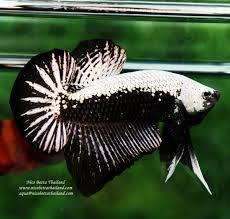 Bettas are hardy fish, but extremely sensitive to cold. The Most Expensive Betta Fish Betta Fish Betta Fish