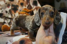 Join our community of paw lovers across the u.s. Dachshund Puppies For Sale In Southern Illinois The Y Guide