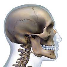 The ear can be divided in to three sections: Occipital Bone Anatomy Function And Treatment