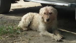 Il cane fonnese viene citato nell'opera di emanuele domenech pastori e banditi, da salvatore saba ii cane di fonni un tempo, e in parte ancora oggi, aiutava il pastore nel governo del gregge. Allevamento Amatoriale Cane Fonnese Fam Angheleddu Home Facebook