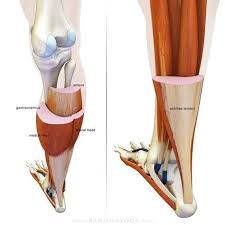 The Daily Bandha The Gastrocnemius And Soleus Muscles In Cross Section Yoga Anatomy Soleus Muscle Muscle Anatomy