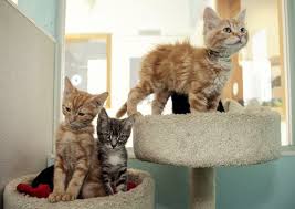 Animal services view our adoptable pets view lost and found pets. Animal Shelters Overburdened With Cats In Summer Mpr News