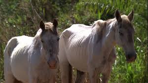 Cavalos idosos recebem tratamento especial depois de aposentados