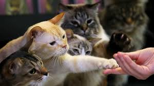 How to celebrate international cat day? International Cat Day Meet These Lovely Cats Cgtn