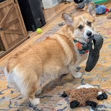Rune is unhappily modeling the #LetItSnowCowl (pattern by @crochethighway).  Such a fun cowl pattern and it's reversible! 🧶 🐕 #crochet #knitting  #fiberart #yarnaddict #corgi #corgisofinstagram #crochetersofinstagram  #knittersofinstagram