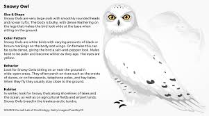 69 Paradigmatic Snowy Owl Classification Chart