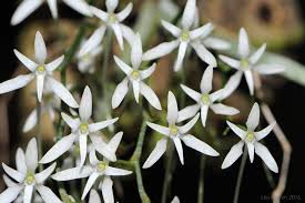 Image result for Mystacidium venosum