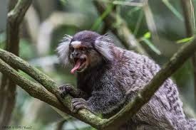 Pin On Primates