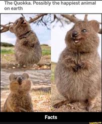 The Quokka Possibly The Happiest Animal On Earth Facts Ifunny Happy Animals Cute Animals Funny Animals