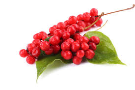 Schisandra berries on branch