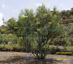 Image result for Rhamnus prinoides