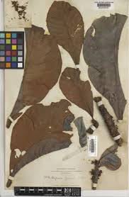 Image result for Marquesia macroura