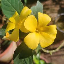 Image result for Reinwardtia indica