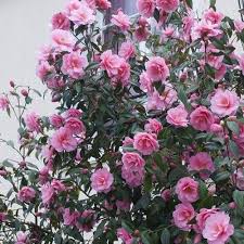 Camellia Japonica Pink Side Border Camellia Pink Garden Shrubs For Privacy