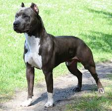 Puppies for sale xl merle tri puppies for sale all females: Breed Xl Bully From Hardbodied Bullys Junior 1 Years Old Xl Bully Bully Pitbull Bully Breeds