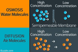 Sciencestruck Helps You To Distinguish Between The Processes Of Osmosis And Diffusion With Respect To Their Characteristic Features A Osmosis Diffuser Science
