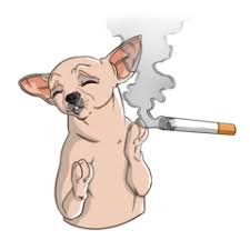 The life expectancy of a dog diagnosed with lung cancer can be up to 22 months, depending on the type of tumor and on the treatment the dog undergoes. Lung Cancer In Dogs Innovet Pet