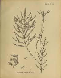 Image result for Halosarcia