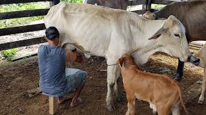 The 9 Best Cow Names For Your Farm Friend 2021 Cute Pet Name