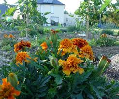 Oeillets D Inde Au Potager Fleurs Utiles Au Potager Potager Oeillet D Inde