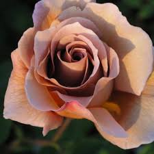 Maybe you would like to learn more about one of these? Giftaplant Rose Julia S Rose Pre Order