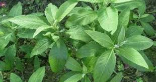 Maybe you would like to learn more about one of these? Manfaat Daun Sembung Untuk Kesehatan Popmama Com