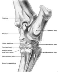 Thus, if the lower leg of a horse breaks, the bones in it don't just fracture… they often shatter completely. The Horse S Hock Treatments And Symptoms Of Hock Joint Lameness