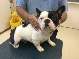 Both males are 8 weeks old and from the same litter and they are super healthy and playful. French Bulldog Puppies For Sale In Ohio Petswall