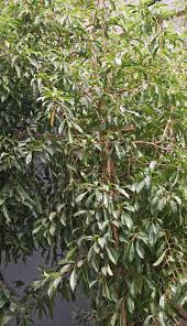 Image result for Heteropyxis natalensis